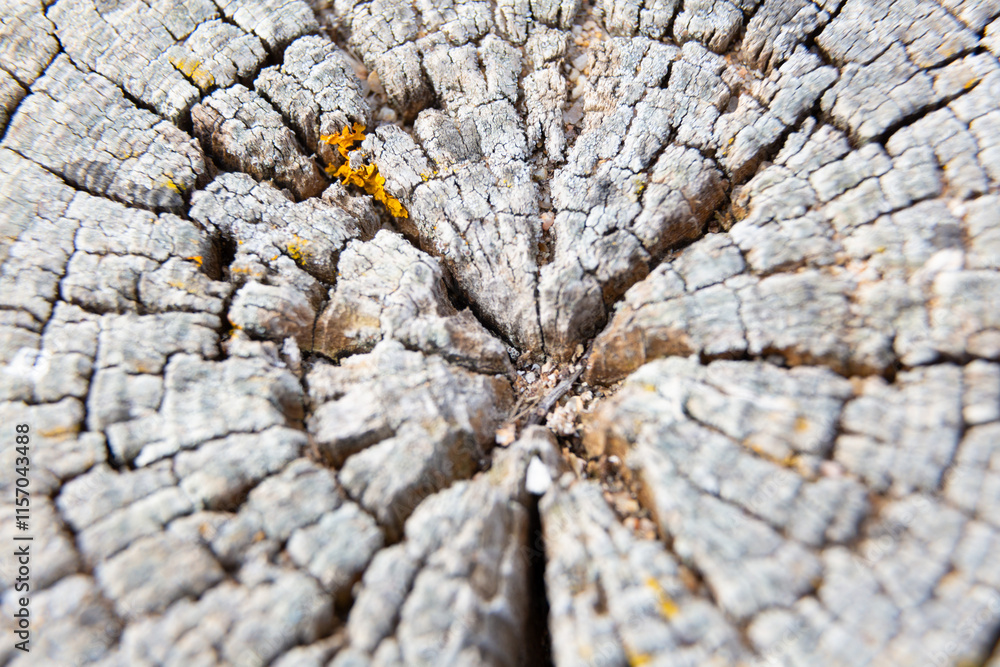 Yellow lichen growing on old tree trunk forming a beautiful pattern