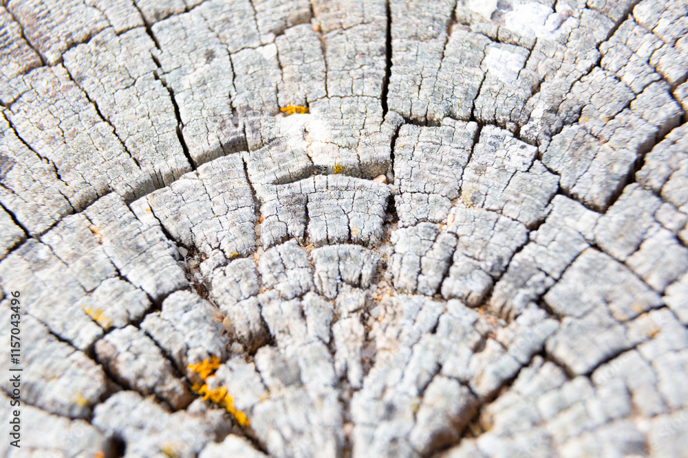 Yellow lichen growing on old tree trunk forming a beautiful pattern