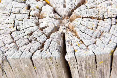 Obraz na płótnie Yellow lichen growing on old tree trunk forming a beautiful pattern w salonie