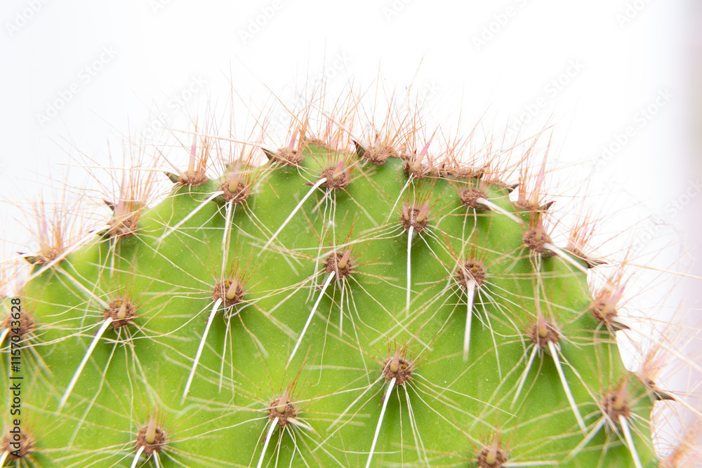 Close up of cactus growing in desert sunlight