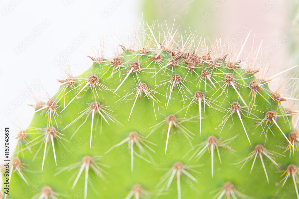 Close up of cactus growing in desert sunlight