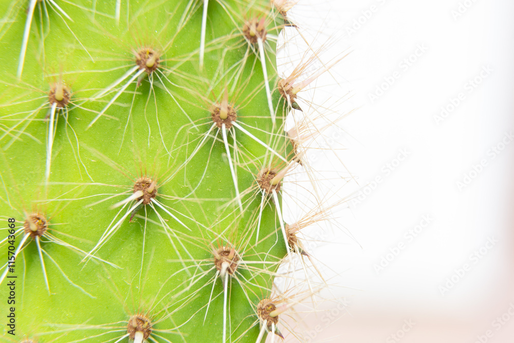 Close up of cactus growing in desert sunlight