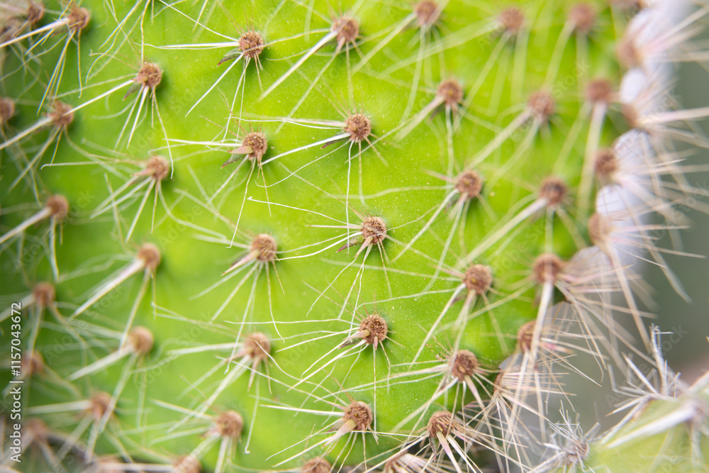 Close up of cactus growing in desert sunlight