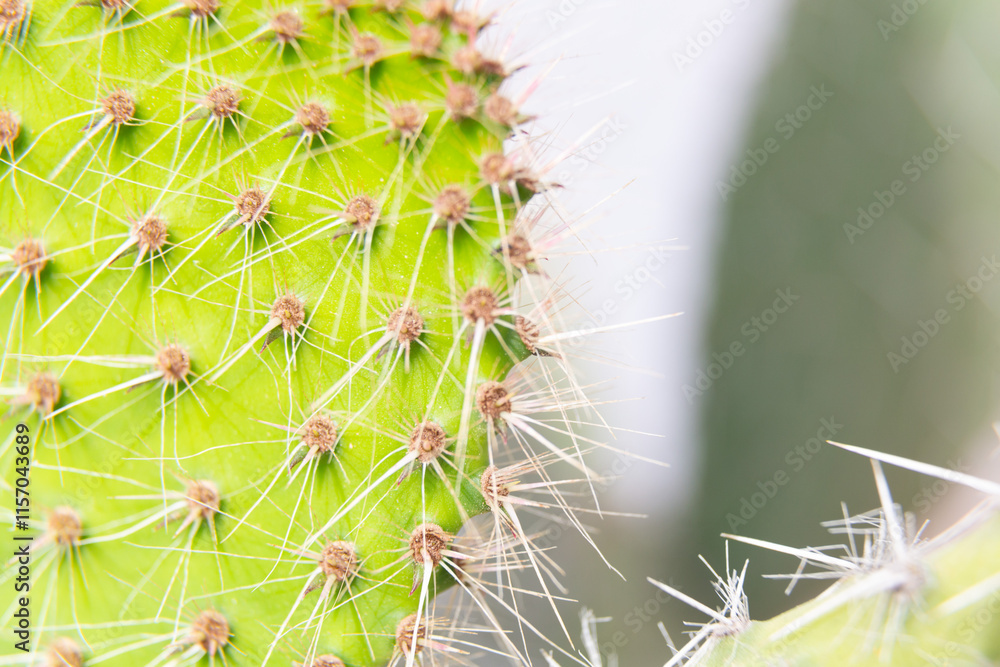 Close up of cactus growing in desert sunlight