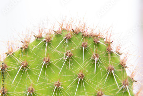 Obraz na płótnie Close up of cactus growing in desert sunlight w salonie