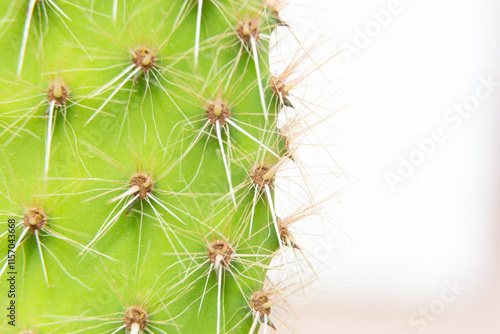 Obraz na płótnie Close up of cactus growing in desert sunlight w salonie