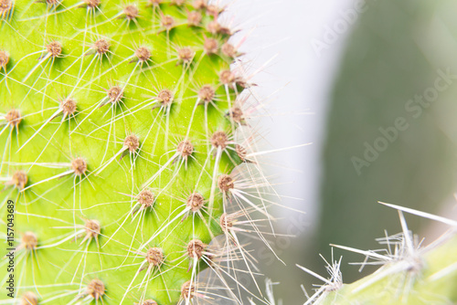 Obraz na płótnie Close up of cactus growing in desert sunlight w salonie