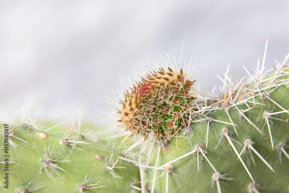 Close up of cactus growing in desert sunlight
