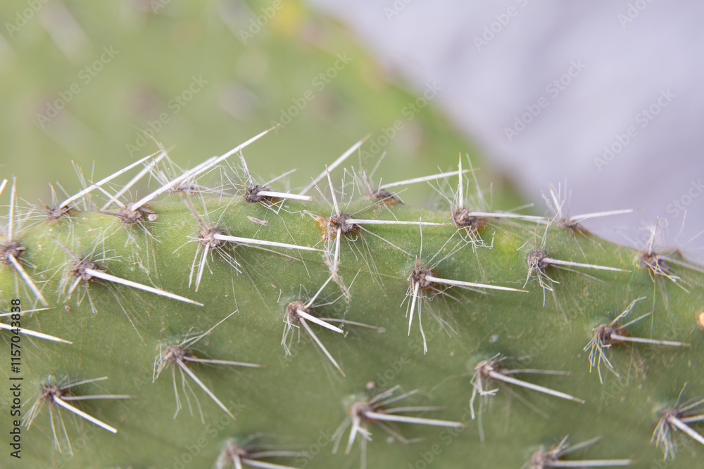 Close up of cactus growing in desert sunlight