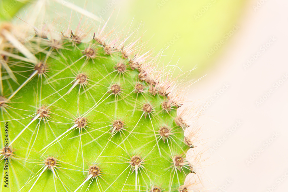 Close up of cactus growing in desert sunlight