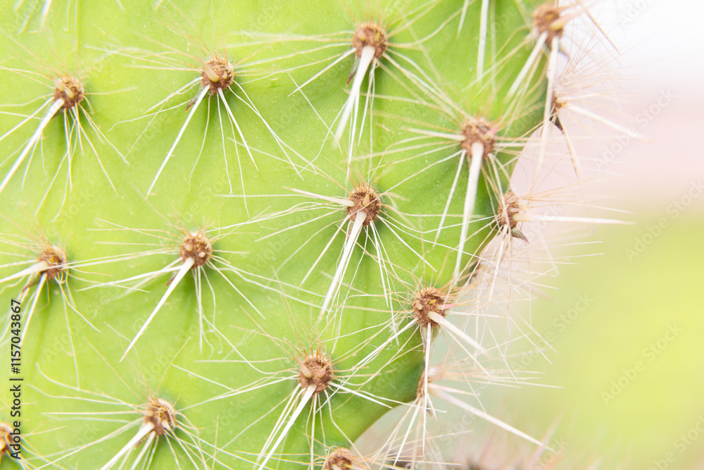 Close up of cactus growing in desert sunlight