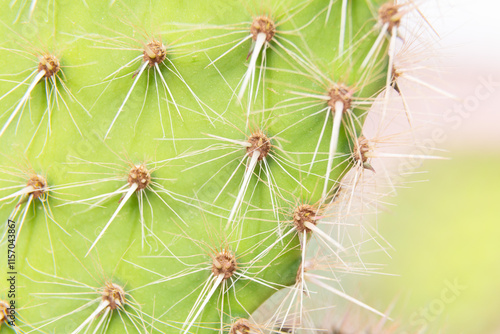 Obraz na płótnie Close up of cactus growing in desert sunlight w salonie