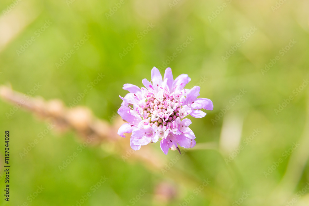 Lavender flowers blooming in a field on a sunny day
