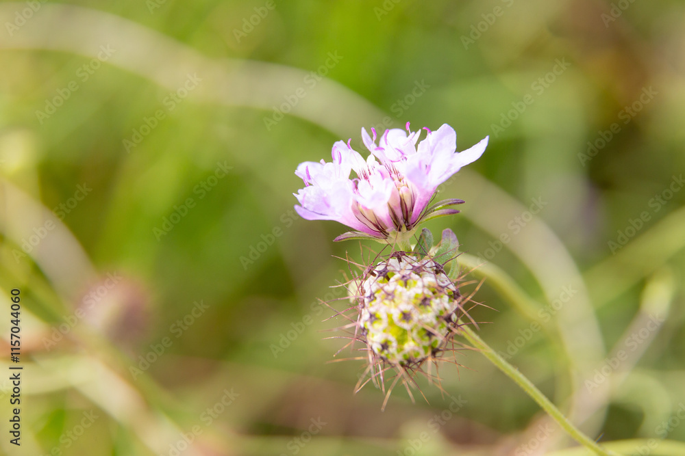 Lavender flowers blooming in a field on a sunny day