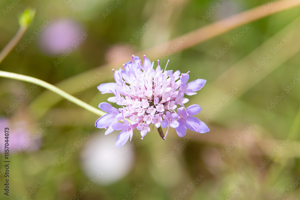 Lavender flowers blooming in a field on a sunny day