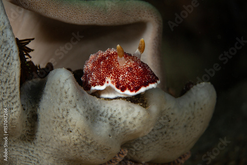 Nudibranch Goniobranchus reticulatus. Photo was taken in the island Romblon, Philippines