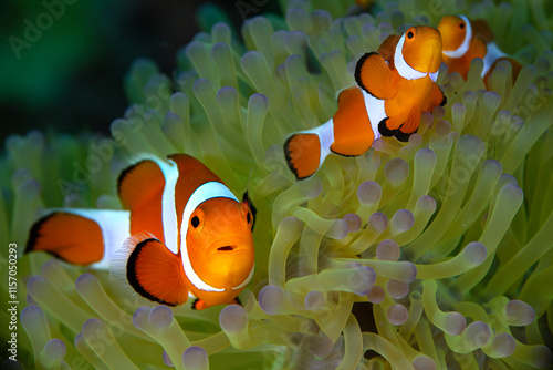 The ocellaris clownfish (Amphiprion ocellaris). Photo was taken in the island Romblon, Philippines