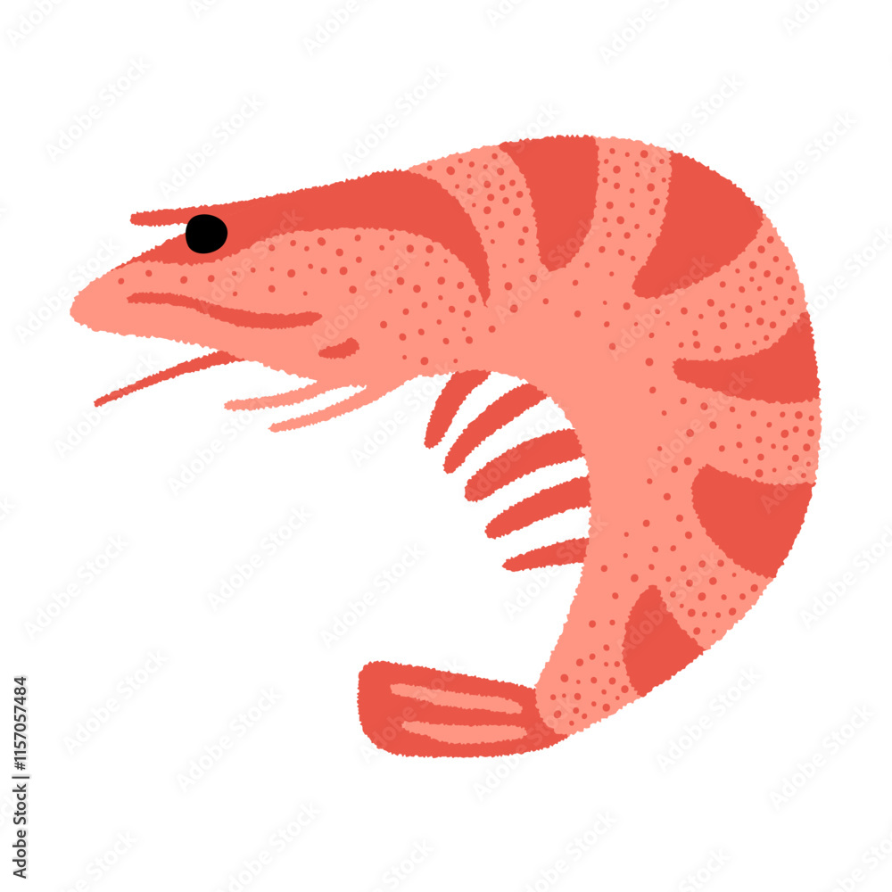 Fototapeta premium Shrimp vector illustration