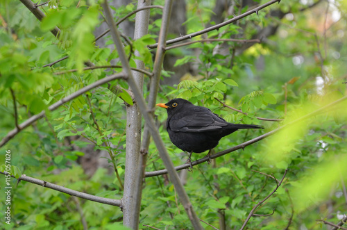 Turdus merula wild blackbird male sitting on a tree branch in spring. Wild birds in spring, fauna concept.