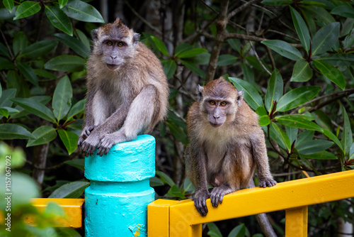 Monkeys in Kilim Geoforest Park on Langkawi Island, Malaysia.