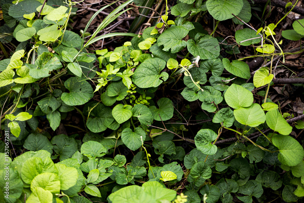 Wild Weeds Growing On The Ground Wild Weeds Growing On The Ground