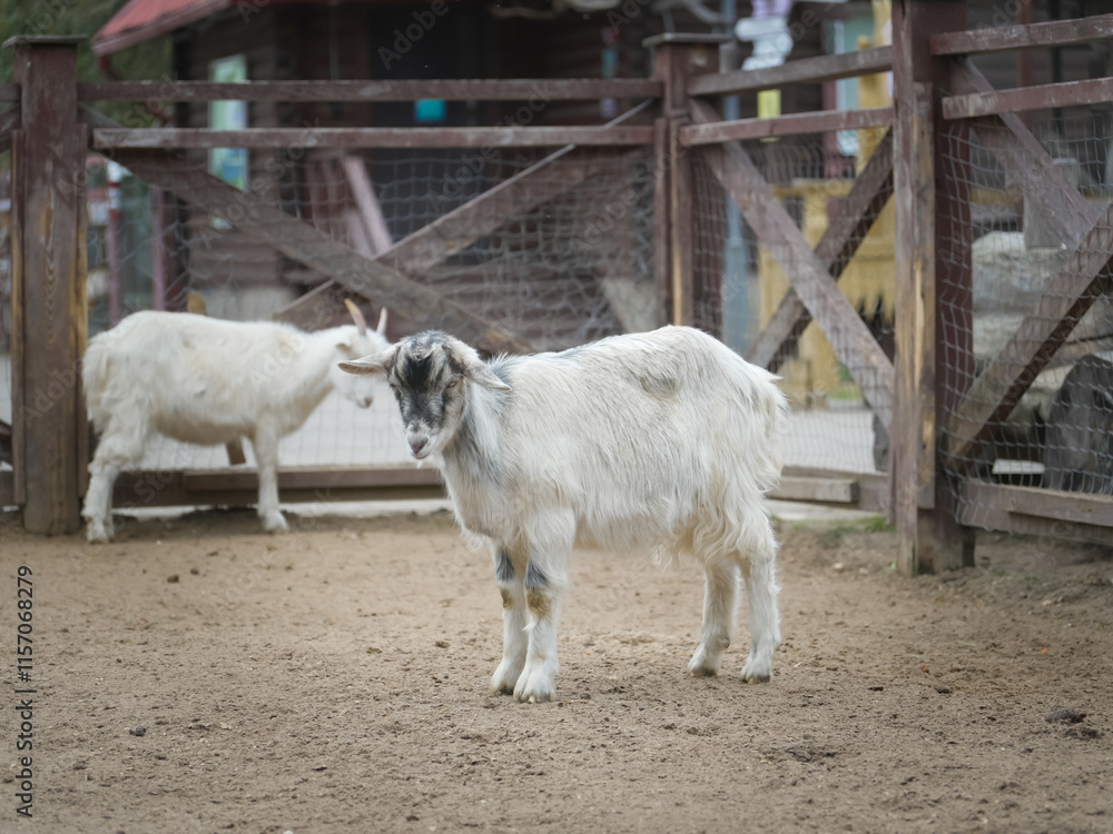Young goat with white and gray fur stands in a fenced enclosure at a farm, another goat blurred in the background, creating a peaceful rural scene Young goat with white and gray fur stands in a fenced enclosure at a farm, another goat blurred in the background, creating a peaceful rural scene