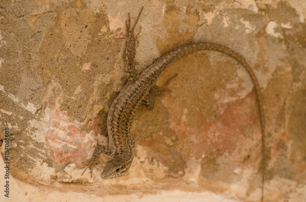 Obraz premium Gran Canaria giant lizard Gallotia stehlini. Female. Integral Natural Reserve of Inagua. Tejeda. Gran Canaria. Canary Islands. Spain.