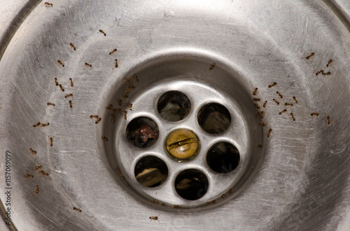Ants Tetramorium bicarinatum in a kitchen sink. Cruz de Pajonales. Tejeda. Gran Canaria. Canary Islands. Spain.