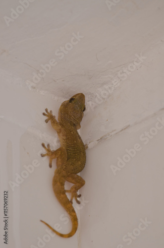 Boettger's wall gecko Tarentola boettgeri boettgeri. Cruz de Pajonales. Tejeda. Gran Canaria. Canary Islands. Spain. photo