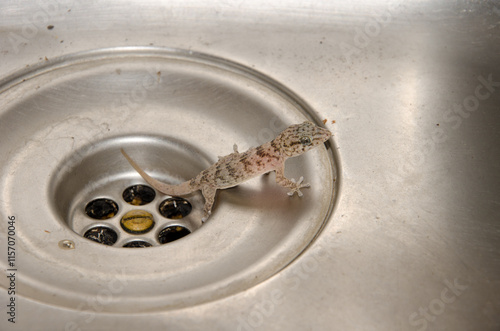 Boettger's wall gecko Tarentola boettgeri boettgeri. Juvenile trapped in a kitchen sink. Cruz de Pajonales. Tejeda. Gran Canaria. Canary Islands. Spain. photo