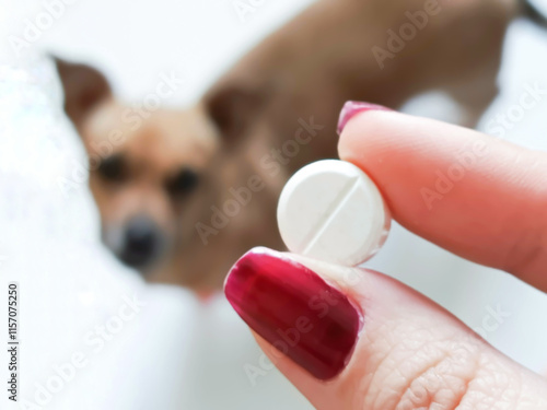 A woman's hand holds an antiparasitic tablet for dogs, in the background is a red dog. Treatment of pets from parasites, worms, helminths. Ascaris in dogs. Enteritis, gastritis, poisoning in dogs.