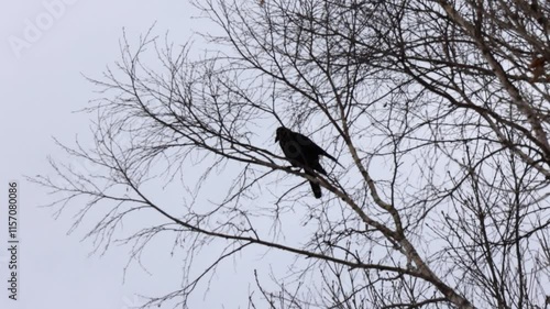 木の上で見下す　警戒心のカラス、飛び立つカラスの姿、