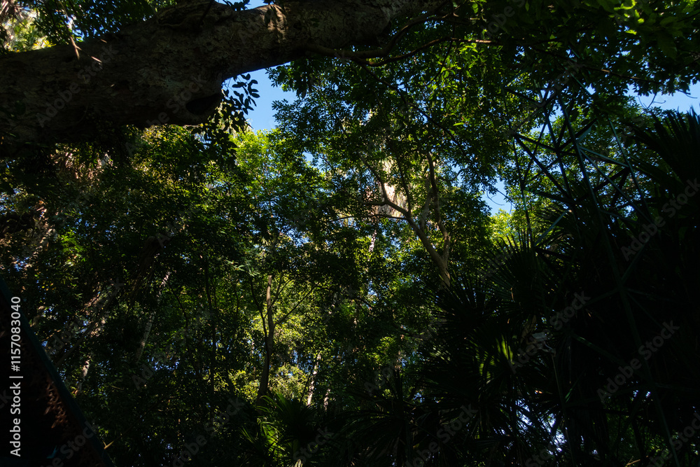 Fototapeta premium The Chanod or Chanot Tree is a gigantic palm-like tree found at Wat Kham Chanot in Wang Nakhin, believed to be the dwelling of the great Sri Suttho Naga and a significant Buddhist site in the Issan re