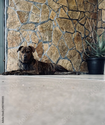 Perro Presa descansando en el exterior de una casa