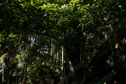 The Chanod or Chanot Tree is a gigantic palm-like tree found at Wat Kham Chanot in Wang Nakhin, believed to be the dwelling of the great Sri Suttho Naga and a significant Buddhist site in the Issan re photo