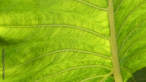 Close-up of vibrant green tropical leaf with visible veins and natural textures illuminated by sunlight with translucent effect. Abstract nature background