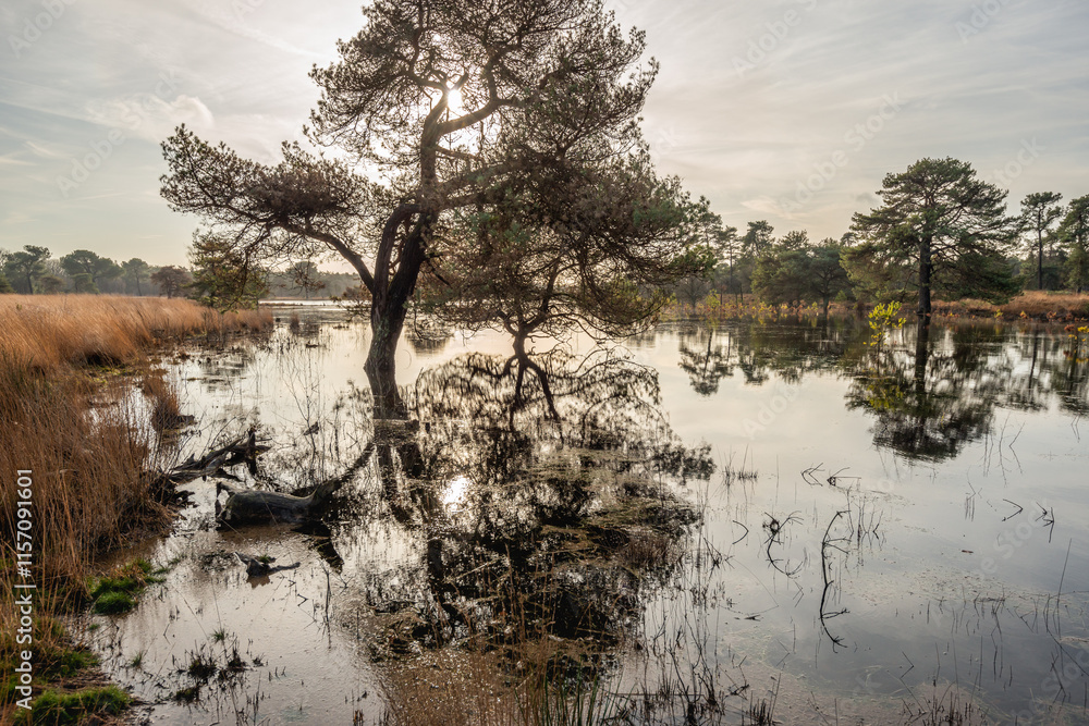 Backlit photo of a Scots pine reflected in the water of a flooded lake. It is an early morning in the beginning of the winter season. The low sun is exactly behind the front pine tree.ed in the water