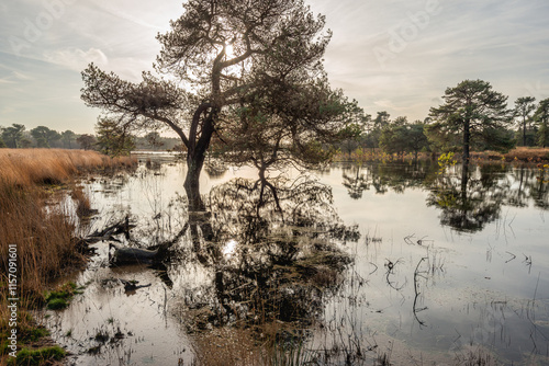 Backlit photo of a Scots pine reflected in the water of a flooded lake. It is an early morning in the beginning of the winter season. The low sun is exactly behind the front pine tree.ed in the water