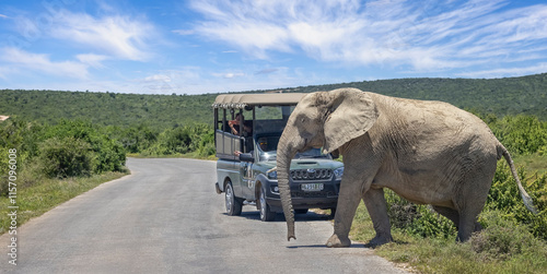 Large African Elephant walking  in front of Safari vehicle in Addo National Park, South Africa.
