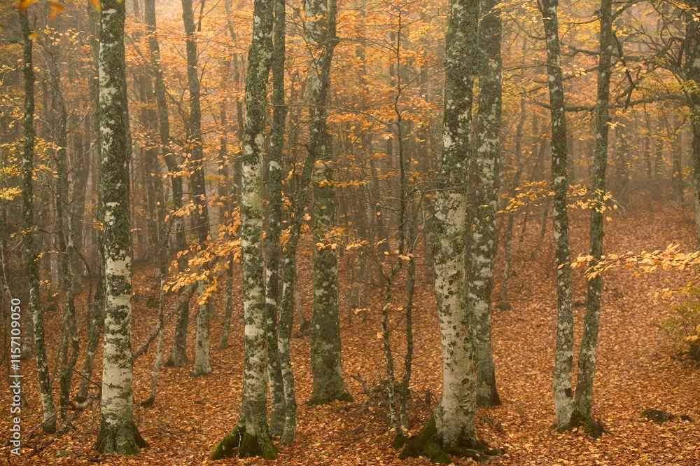 Obraz premium haute loire/fort mixte