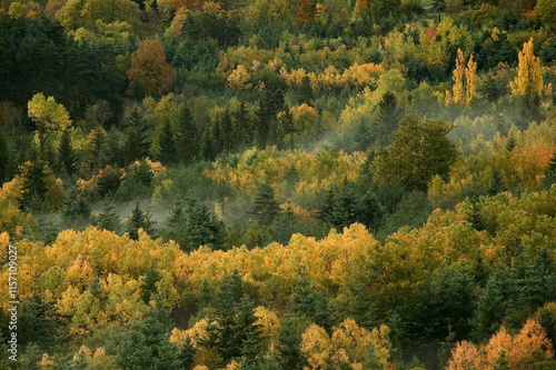 paysage de haute loire / Foret mixte