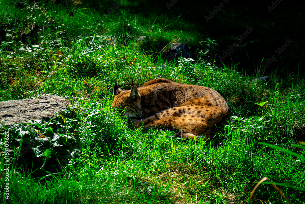 Lynx in a Zoo in Bavaria Germany Lynx in a Zoo in Bavaria Germany