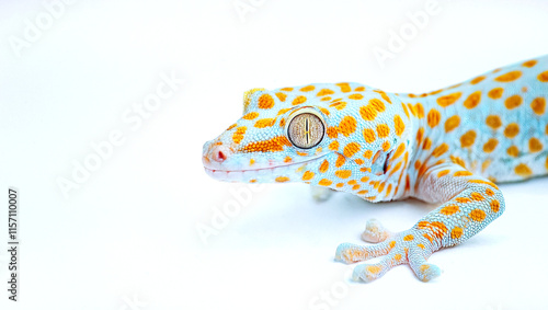 tokay gecko is a large light blue with red orange pink color spots, nocturnal arboreal gecko in the genus Gekko, the true geckos. It is native to Asia and some Pacific Islands. Isolated on white photo