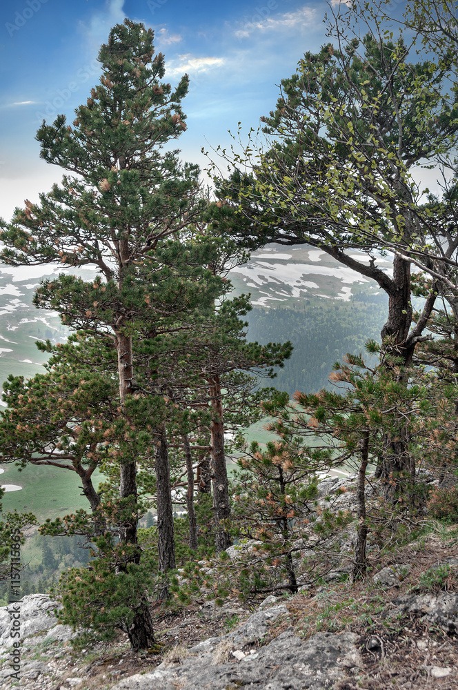Obraz premium View of the Lago Naki plateau from the mountain peaks of the Caucasus Mountains, Krasnodar Krai, Republic of Adygea.