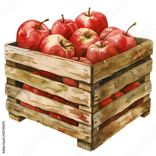 A watercolor vector of a wooden crate filled with freshly picked red apples, isolated on a white background. Red apples vector.
