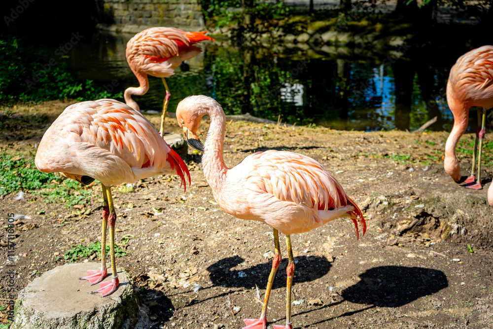 Flamingos in a Zoo in Bavaria Germany Flamingos in a Zoo in Bavaria Germany