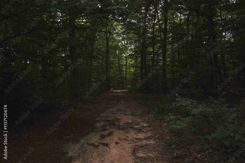 Fototapeta premium A dark, dense park filled with shadows and a mysterious atmosphere