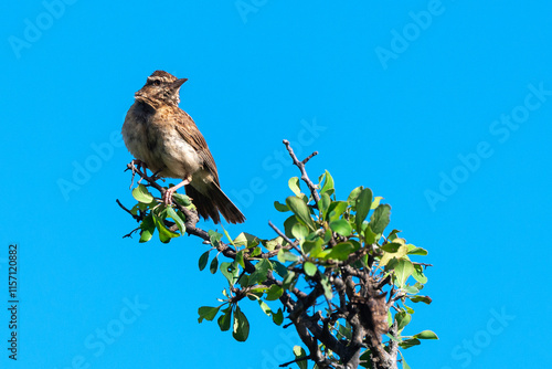 Alouette à nuque rousse,.Mirafra africana, Rufous naped Lark photo