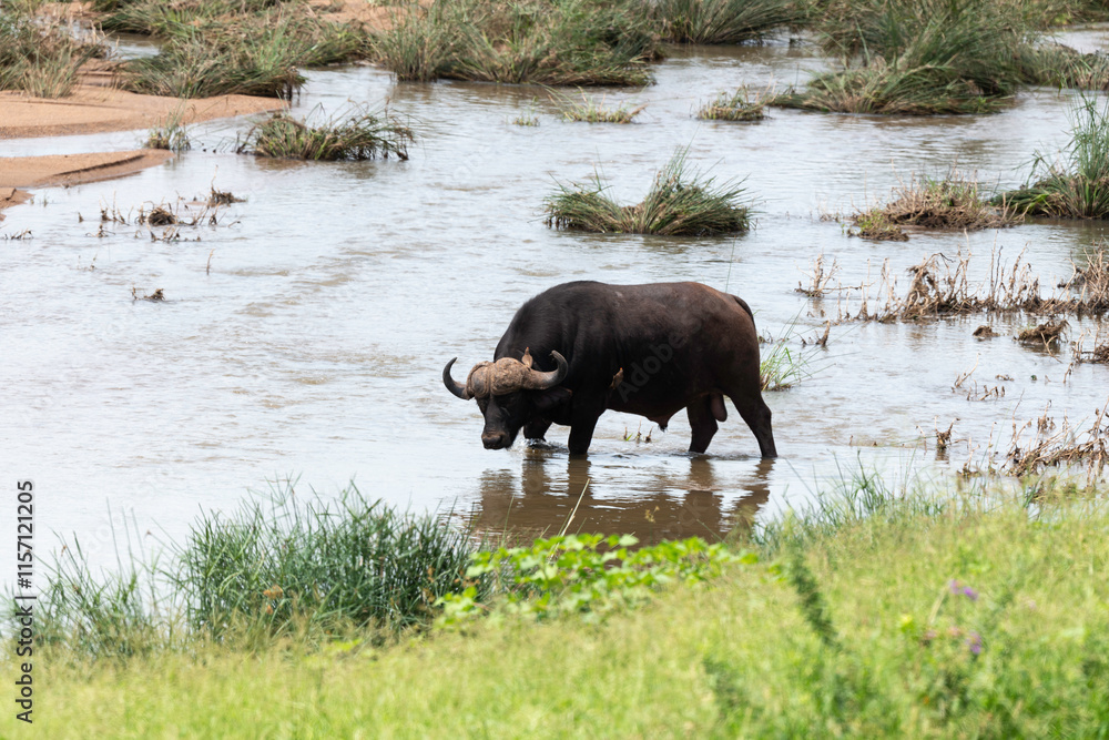 Buffle d'Afrique, Syncerus caffer, Parc national Kruger, Afrique du Sud Buffle d'Afrique, Syncerus caffer, Parc national Kruger, Afrique du Sud