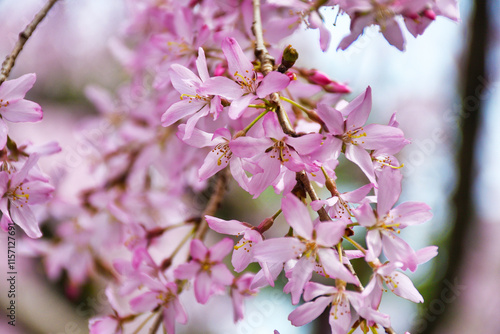 京都　水火天満宮　美しい枝垂れ桜（しだれ桜）コピースペースあり（日本京都府京都市）Beautiful weeping cherry blossoms at Suika Tenmangu Shrine （Suikatenmangu Shrine ）in Kyoto with copy space (Kyoto City, Kyoto Prefecture, Japan) photo